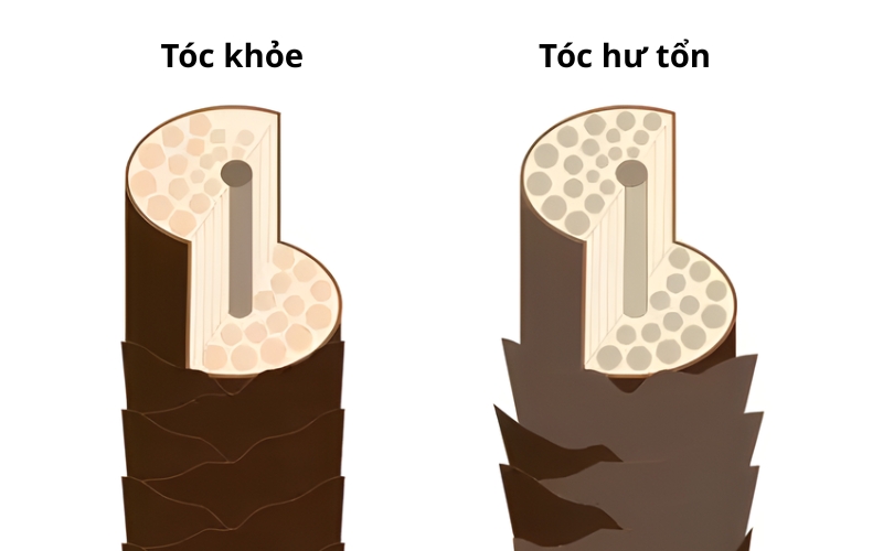 5 nguyên nhân khiến tóc khô xơ và cách phục hồi tại nhà