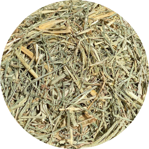Cỏ Mần Trầu
